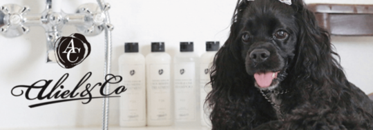 シャンプートリミング - 中野区のペットサロン・トリミングサロン dog